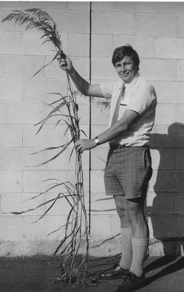 Early Identification of Johnson Grass essential. 1974